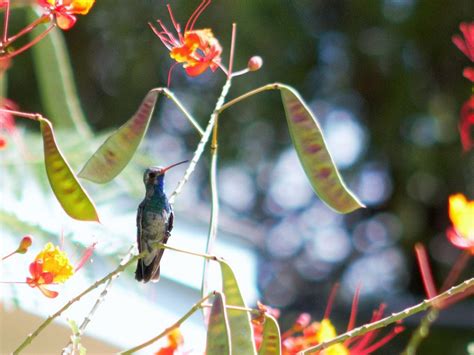 White Eared Hummingbird Birds Of Paradise Plant Arizona Backyard Plants