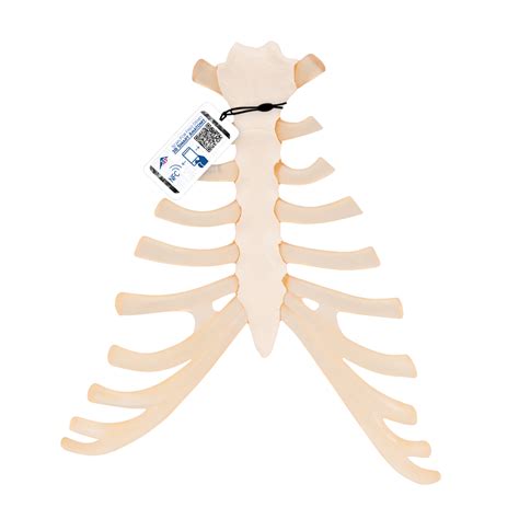 Sternum synonyms, sternum pronunciation, sternum translation, english dictionary definition of sternum. Sternum with rib cartilage - 1000136 - 3B Scientific - A69 ...