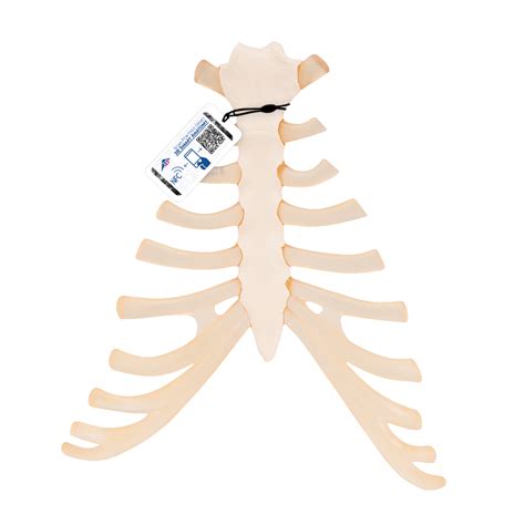 Explore the anatomy systems of the human body! Human Sternum Model with Rib Cartilage - 3B Smart Anatomy - 1000136 - 3B Scientific - A69 - Bone ...