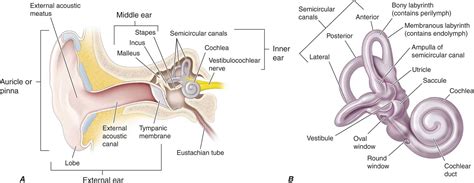 DISORDERS OF HEARING - CLINICAL MANIFESTATIONS OF NEUROLOGIC DISEASE