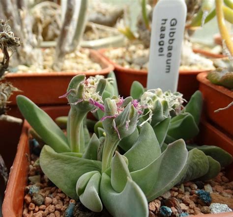 How long will moon cactus live? GIBBAEUM HAAGEI | Succulents, Lithops, Plants