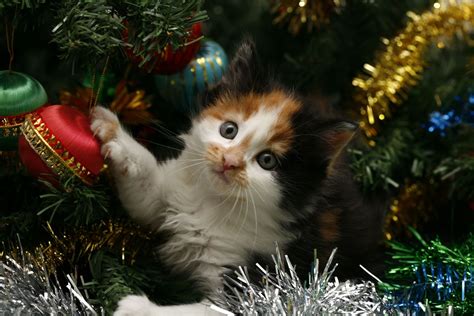 Playful Kitten Wallpaper And Background Image 1900x1267 Id236368