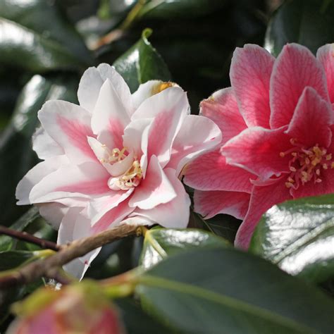 Camellia Japonica ‘lady Vansittart Pink 2c 031 Jims Camellias