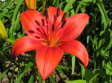 wallpapers: My Asiatic Lily Flowers