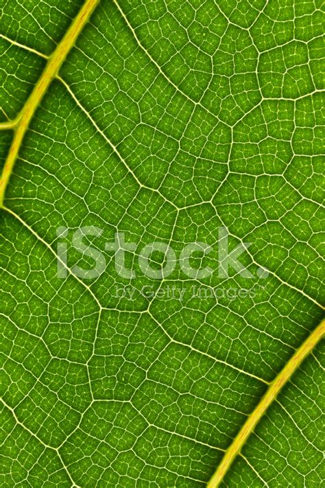 Macro Of Plant Leaf Stock Photo Royalty Free Freeimages