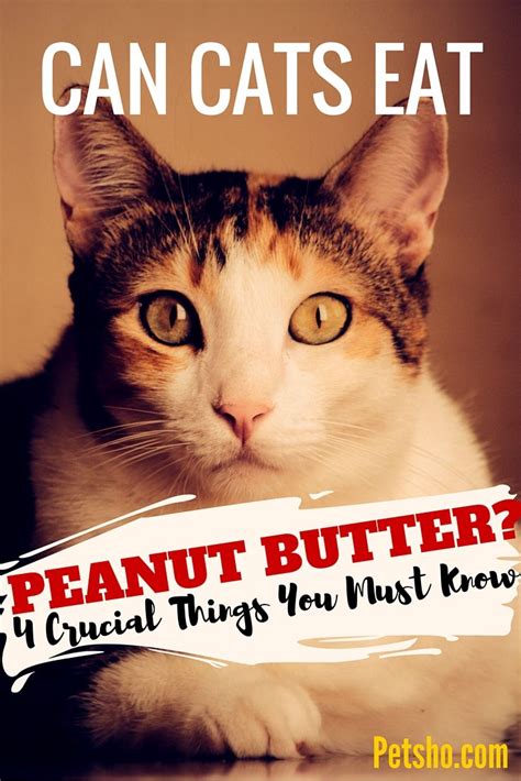 Cats are obligate carnivores, which means they get their necessary nutrients from meat. Pin by Janice Derbes on Pets | Cats, Peanut butter, Canning