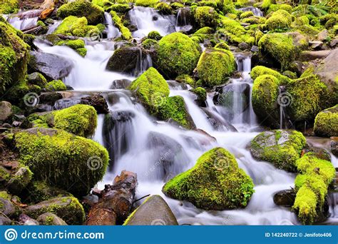 Small Cascade Over Mossy Rocks Olympic National Park Washington Usa