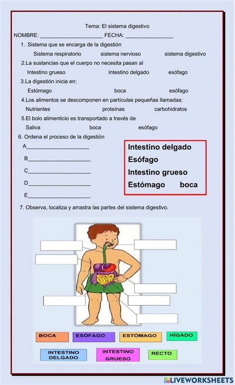 Sistema Digestivo Interactive Worksheet For Sistema Digestivo Prueba De Ciencias Naturales