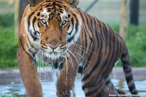 228 likes · 379 talking about this. 17 Rescued Circus Big Cats from Guatemala Begin New Life ...