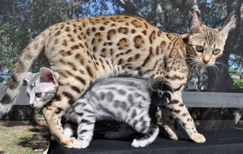 Personality, temperament, breeding, training, health, diet, life expectancy, buying, cost, and more facts. Domestic Bengal cat. | Bengal cat, Cute cats, Bengal kitten