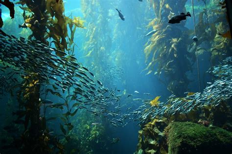 What Animals Live In Kelp Forests American Oceans