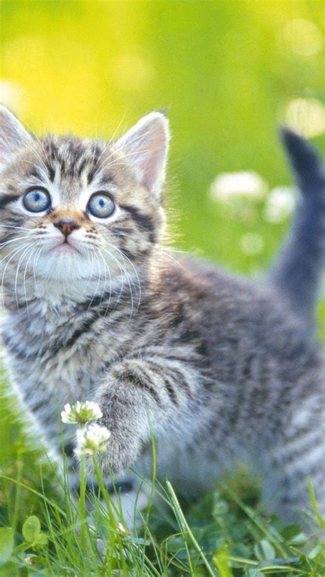 Cute Cat In Clover Flower Field Wallpaper Backiee