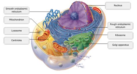 Only plant cell without nucleus among the following are. Print A&P Chapter 3 Cells: The Living Units flashcards ...