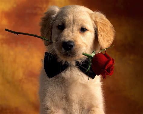 Cute Dog Wallpaper Nawpic