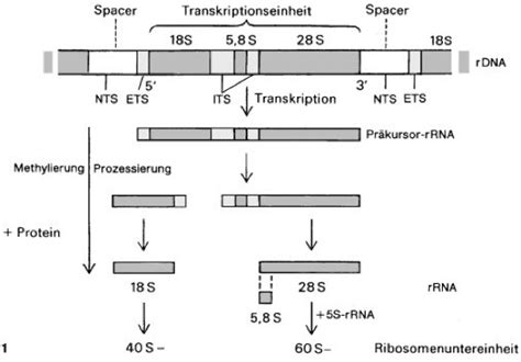 Bei prokaryonten entfällt das processing. Prozessierung - Lexikon der Biologie