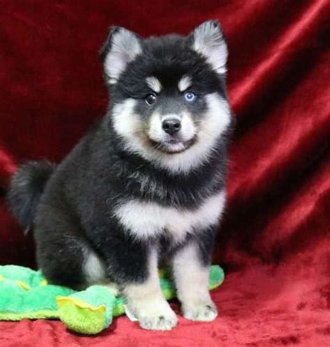 N/a n/a you can find pomsky puppies priced from $250 usd to $7000 usd with one of our credible breeders. Pomsky Puppies For Sale | Las Vegas, NV #265733 | Petzlover