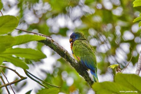 Saint Lucia Amazon Amazona Versicolor Perching Amazon Parrot Saint