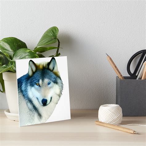 Gray Wolf With Heterochromia Closeup Original Photograph Art Board