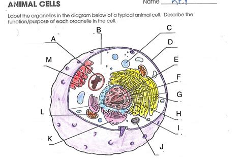 Describe Animal Cell With Diagram Labeled Functions And Diagram
