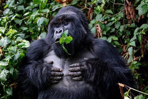 13 Facts About Mountain Gorillas In Africa