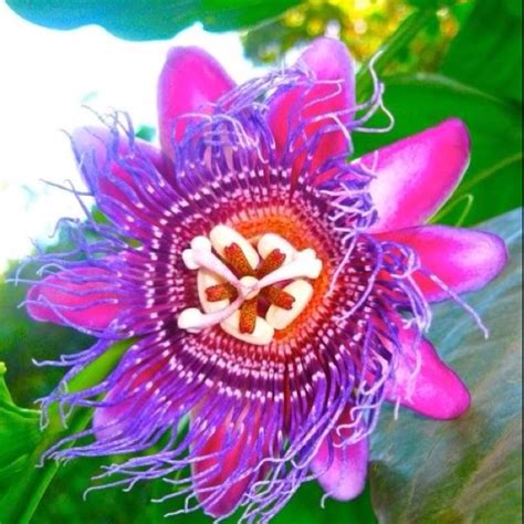 Passion Fruit Flower Captured While In Costa Rica Like The Swaying