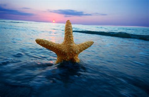 Starfish Long Exposure Sea Waves Wallpapers Hd Desktop And Mobile