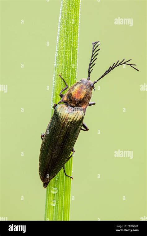 una vista trasera de metalizado verde escarabajo clic ctenicera pectinicornis los machos son