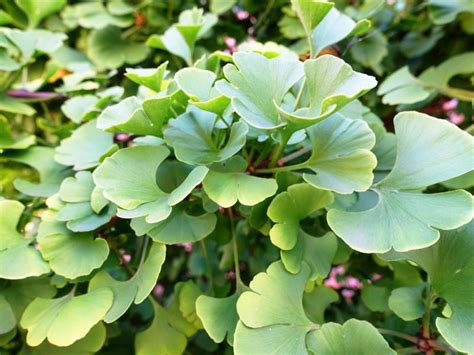 A glimpse into chaos, trans. Nahezu unverwüstlich und wunderschön: Ginkgobaum im Garten ...