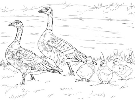 Best 25 canada day 2017 ideas on pinterest. Cackling Goose Family Coloring page | SuperColoring.com