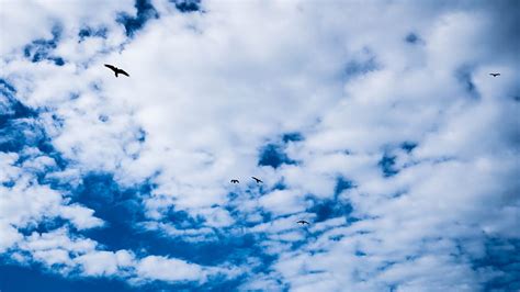 Bird Sky Clouds Hd Wallpaper Peakpx