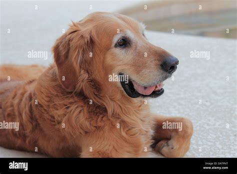 Male Senior Golden Retriever Laying Down Outdoors On A Patio Next To