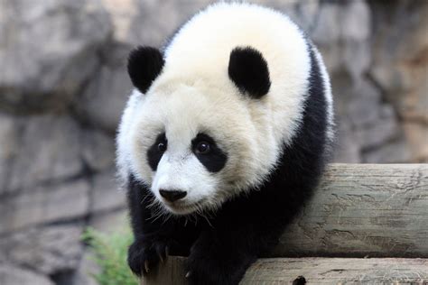A collection of the top 67 cool panda wallpapers and backgrounds available for download for free. ANIMALS WALLPAPERS: panda cool facts, panda cool stuff ,china panda cool springs