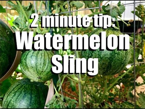 It was blooming when i bought it, but it hasn't overfeeding will not make your cactus bloom! How to Make a Watermelon Sling to Support Watermelon ...
