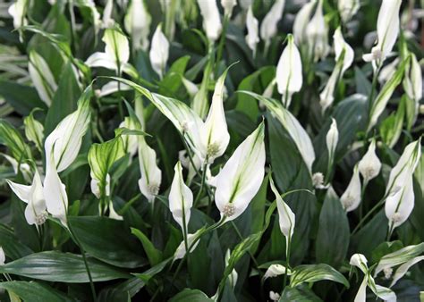 Le proposte sono tante, fiori freschi, piante da interno e da esterno facile: Spatifillo pianta da interno, come prendersene cura