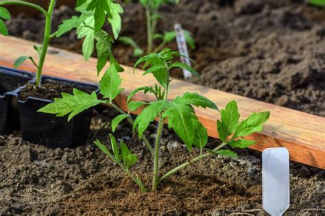 Choosing To Grow Tomatoes From Seeds Or Seedlings Food Gardening Network