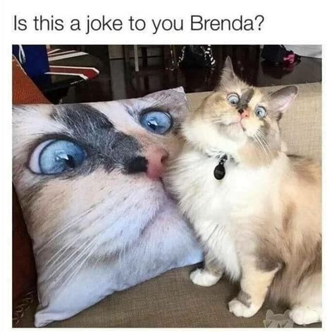 28 Dumb Cat Memes For The Crazy Cat People Cute Cat Memes Funny