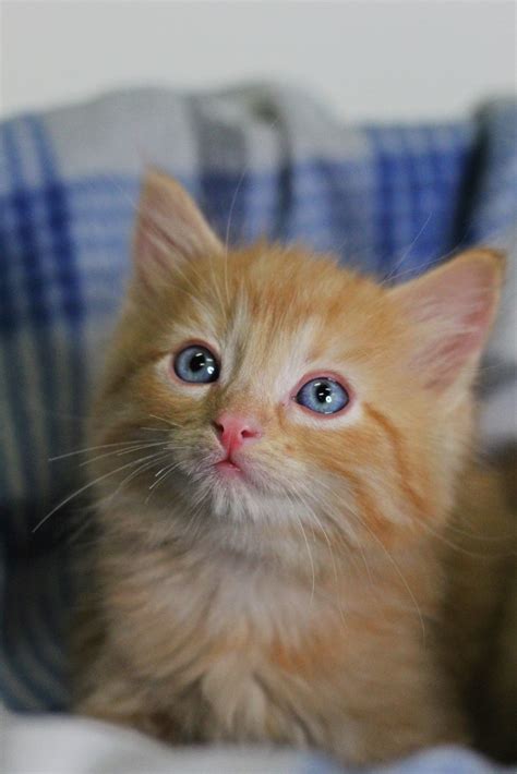 Yellowstone Valley Animal Shelter Billings Montana - Get More Anythink's