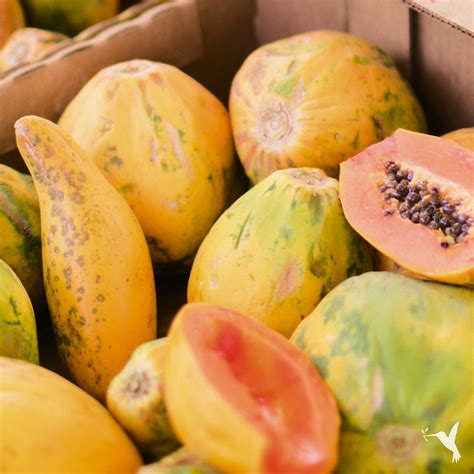 Product Spotlight Michoacan Organics Papaya Producers Stories