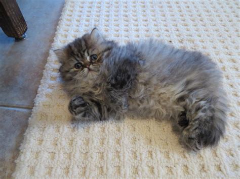 Persian kitten breeders of championship designer persian kittens & persian cats without extreme faces. Persian Cats For Sale | Springfield, MO #250679 | Petzlover