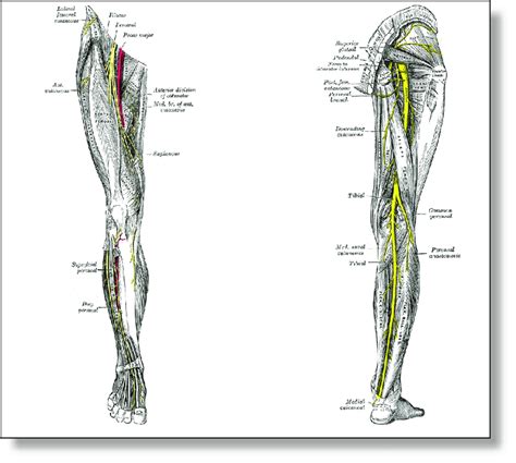 Nerves Of The Right Lower Extremity Download Scientific Diagram