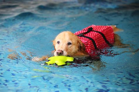 Can Dogs Swim In Pools