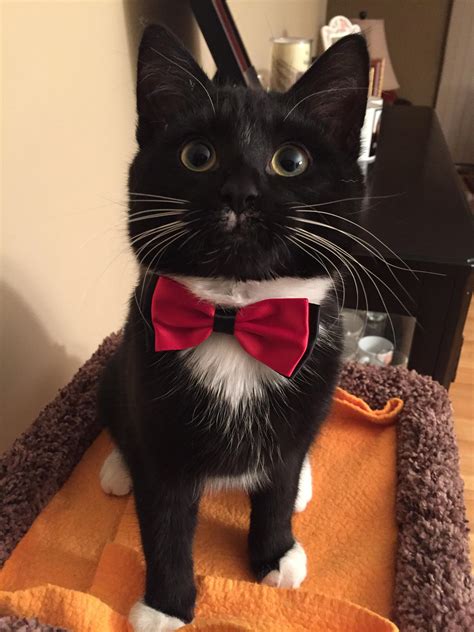 My Tuxedo Cat In His Tuxedo 👌 Tuxedocats