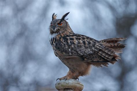 The Eurasian Eagle Owl Bubo Bubo Stock Photo Image Of Predator