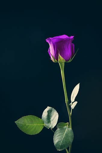 Long Stem Purple Rose Stock Photo Download Image Now Purple Rose