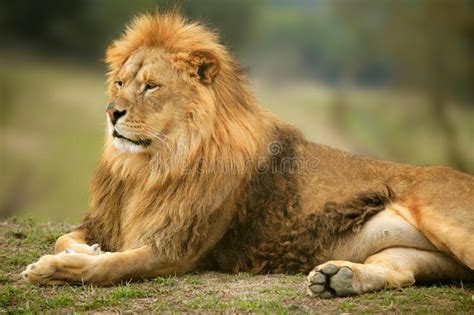 Beautiful Lion Wild Male Animal Portrait Stock Image