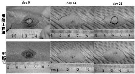 Experimental Research Method For Repairing Full Thickness Skin Defects