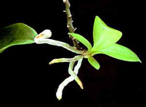 Check spelling or type a new query. TANAMAN ORKID - MyAgri.com.myMyAgri.com.my