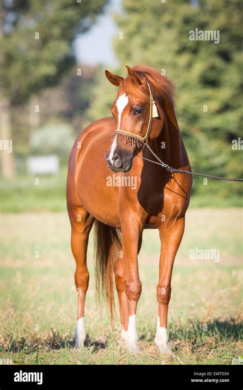 Chestnut Arabian Gelding Stock Photo Alamy