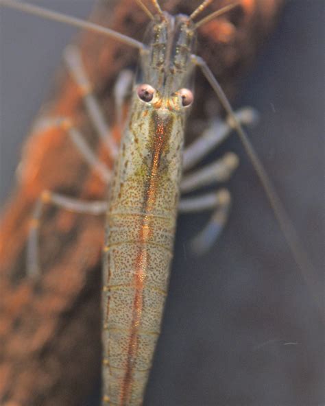 Amano Shrimp Caridina Multidentata A Freshwater Algae Ea Flickr