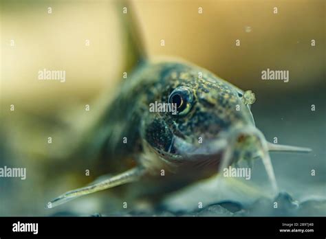 Small Catfish Corydoras Frontal Closeup With Blurred Natural Background